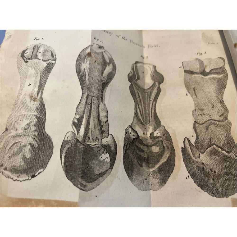 1834 Veterinary Surgeon: Or, Farriery Taught On a New and Easy Plan 4 Fold Outs - Picture 9 of 9